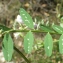  Liliane Roubaudi - Vicia altissima Desf. [1799]