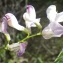  Liliane Roubaudi - Vicia altissima Desf. [1799]