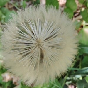 Photographie n°1784945 du taxon Urospermum dalechampii (L.) Scop. ex F.W.Schmidt [1795]