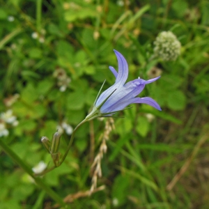 Photographie n°1787746 du taxon Campanula rapunculus L. [1753]