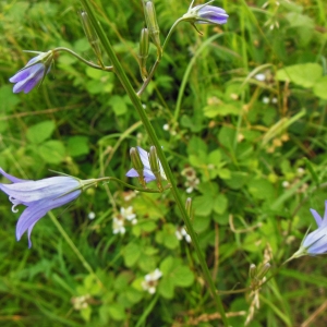 Photographie n°1787747 du taxon Campanula rapunculus L. [1753]