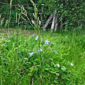 Photographie n°1787749 du taxon Campanula rapunculus L. [1753]