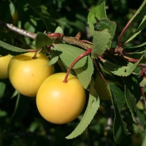 Prunus sp.
