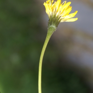 Photographie n°1790039 du taxon Leontodon hispidus L. [1753]