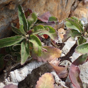 Brassica oleracea subsp. insularis (Moris) Rouy & Foucaud (Chou de Corse)