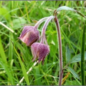 Photographie n°1793651 du taxon Geum rivale L. [1753]