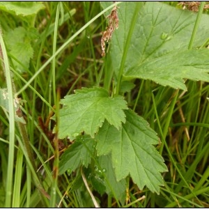 Photographie n°1793831 du taxon Geum rivale L. [1753]