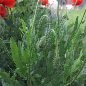 Photographie n°1794196 du taxon Papaver rhoeas L.