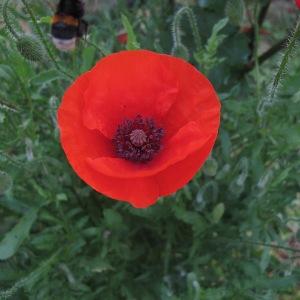 Photographie n°1794197 du taxon Papaver rhoeas L.