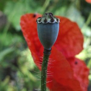 Photographie n°1794198 du taxon Papaver rhoeas L.