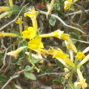 Photographie n°1795069 du taxon Anthyllis hermanniae L. [1753]