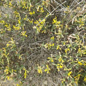 Photographie n°1795072 du taxon Anthyllis hermanniae L. [1753]