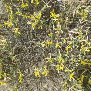 Photographie n°1795098 du taxon Anthyllis hermanniae L. [1753]