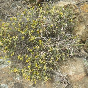 Photographie n°1795100 du taxon Anthyllis hermanniae L. [1753]