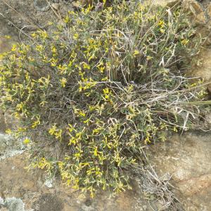 Photographie n°1795105 du taxon Anthyllis hermanniae L. [1753]