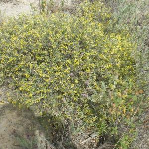 Photographie n°1795108 du taxon Anthyllis hermanniae L. [1753]