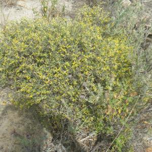 Photographie n°1795110 du taxon Anthyllis hermanniae L. [1753]
