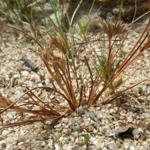 Photographie n°1795141 du taxon Juncus hybridus Brot. [1804]