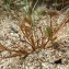  Liliane Roubaudi - Juncus hybridus Brot. [1804]