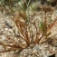  Liliane Roubaudi - Juncus hybridus Brot. [1804]