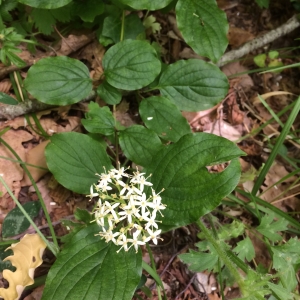 Photographie n°1795201 du taxon Cornus sanguinea L. [1753]