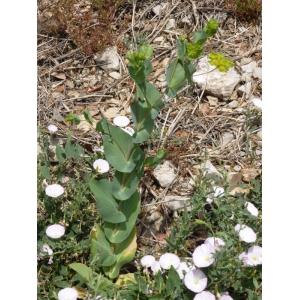 Bupleurum sp.