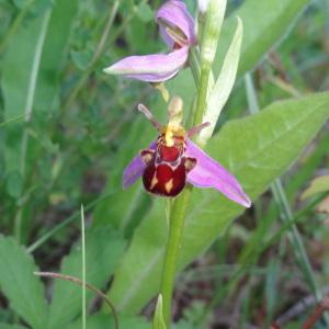 Photographie n°1796869 du taxon Ophrys apifera Huds. [1762]