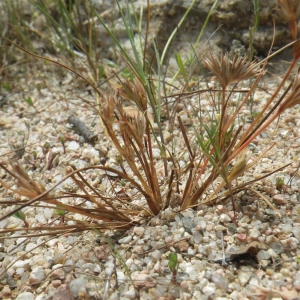 Photographie n°1797020 du taxon Juncus hybridus Brot. [1804]