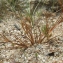  Liliane Roubaudi - Juncus hybridus Brot. [1804]