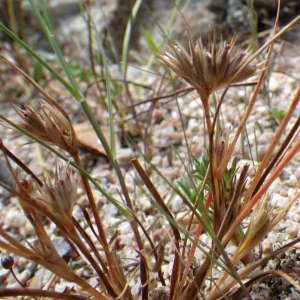 Photographie n°1797041 du taxon Juncus hybridus Brot. [1804]