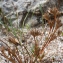  Liliane Roubaudi - Juncus hybridus Brot. [1804]