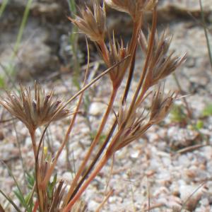 Juncus hybridus Brot. (Jonc hybride)