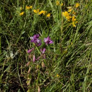 Photographie n°1797139 du taxon Polygala L. [1753]