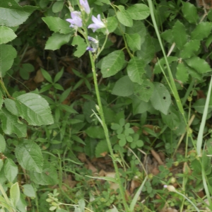 Photographie n°1797197 du taxon Campanula rapunculus L. [1753]