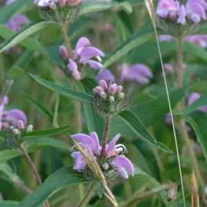 Photographie n°1797456 du taxon Phlomis herba-venti subsp. herba-venti