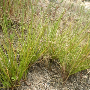 Photographie n°1797633 du taxon Isolepis pseudosetacea (Daveau) Vasc. [1970]