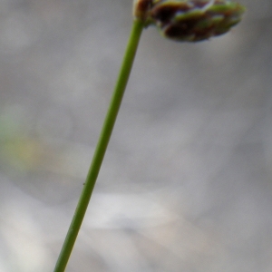 Isolepis pseudosetacea (Daveau) Vasc. (Faux Scirpe sétacé)