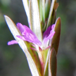 Photographie n°1797652 du taxon Lythrum hyssopifolia L. [1753]