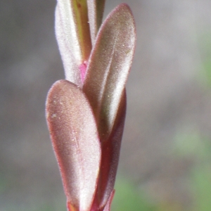 Photographie n°1797662 du taxon Lythrum hyssopifolia L. [1753]