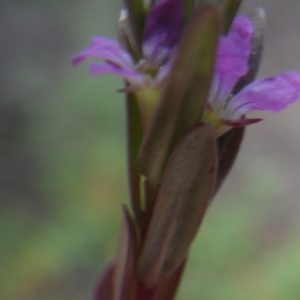 Photographie n°1797667 du taxon Lythrum hyssopifolia L. [1753]