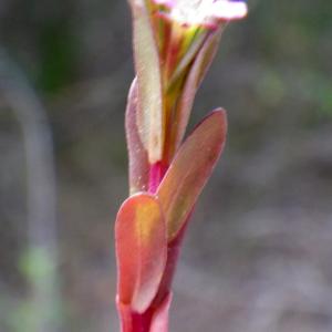 Photographie n°1797677 du taxon Lythrum hyssopifolia L. [1753]