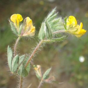 Photographie n°1797719 du taxon Lotus angustissimus L. [1753]