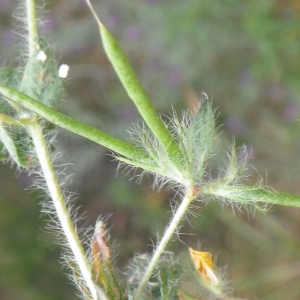 Photographie n°1797745 du taxon Lotus angustissimus L. [1753]