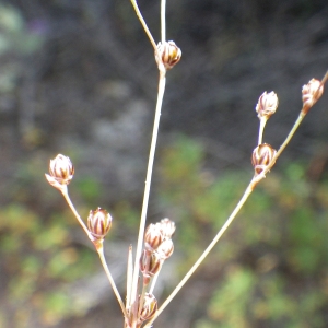 Photographie n°1797944 du taxon Juncus tenageia Ehrh. ex L.f. [1782]