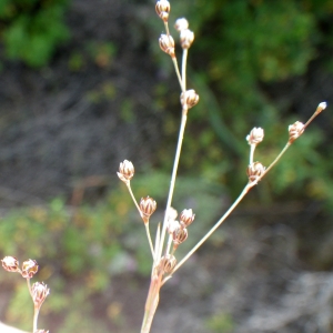 Photographie n°1797962 du taxon Juncus tenageia Ehrh. ex L.f. [1782]