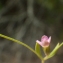  Liliane Roubaudi - Exaculum pusillum (Lam.) Caruel [1886]