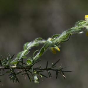 Photographie n°1798238 du taxon Genista hispanica L. [1753]