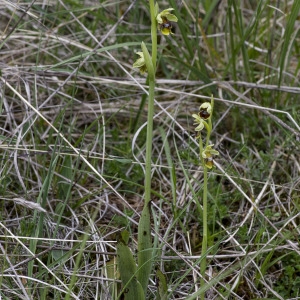 Photographie n°1798251 du taxon Ophrys aymoninii (Breistr.) Buttler [1986]