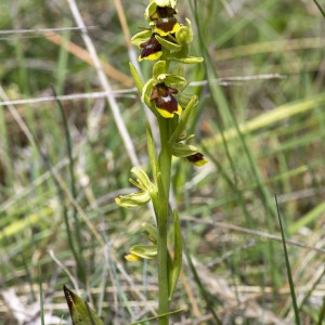 Photographie n°1798255 du taxon Ophrys aymoninii (Breistr.) Buttler [1986]