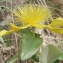  Marcel Etienne - Hypericum calycinum L.